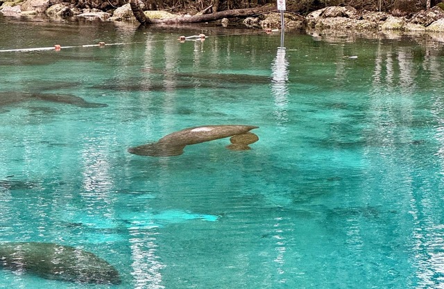 Views of Hunter Spring w/ boat dock. Walk to 3 Sisters Springs and downtown