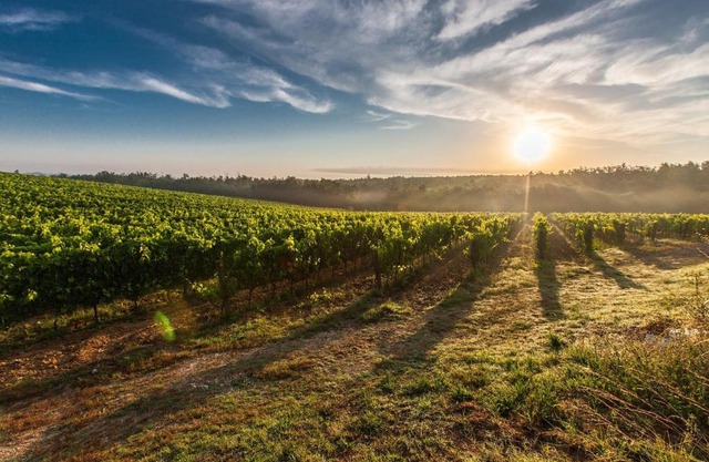 Vignobles Cardoso