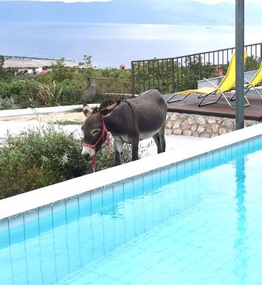Villa Suzi Donkey farm with seaview