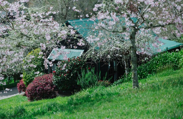 Vineyard Cottages