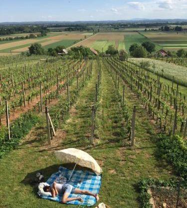 Vineyard Living