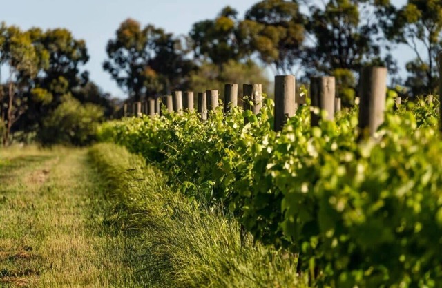 Vineyard Retreat Summ