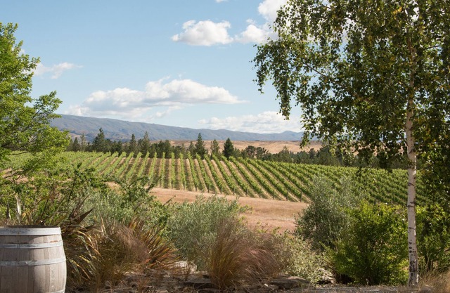 Vineyard Suite: Vinos-viñas-relajación