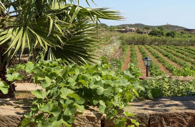 [Vineyard View+ Garden + Barbecue] "Mill Dammuso"
