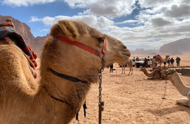 Wadi rum echo camp