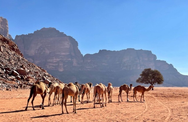 Wadi Rum Tribe - Campsite