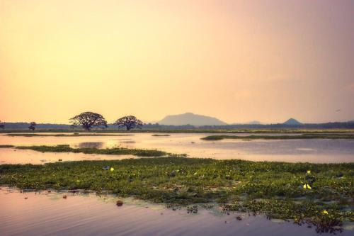 Water Bird's Resort & Yala Safari