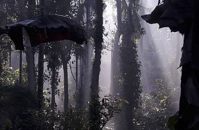 Wayanad Stay. La Suite De Pimienta