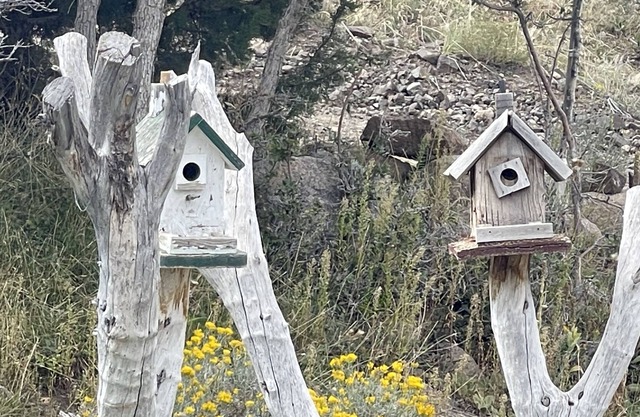 Welcome to “The Cubbie Hole!” HOLY COW dogs stay for FREE!