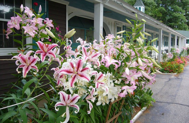 White Trellis Motel