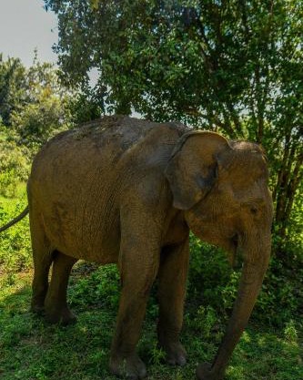 Wild Heaven Udawalawe