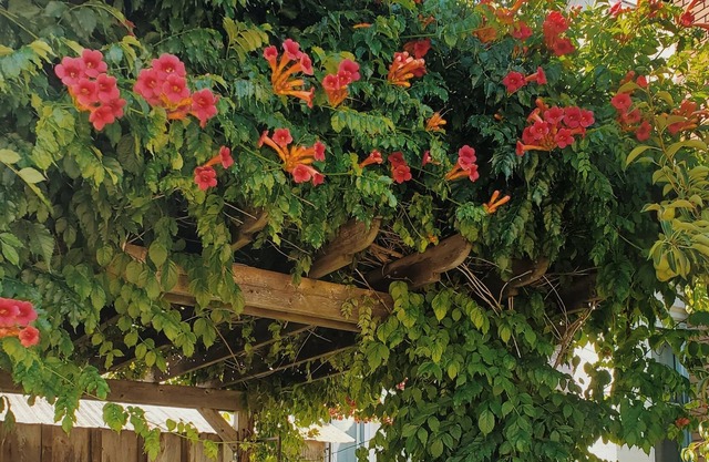 Wild Rose