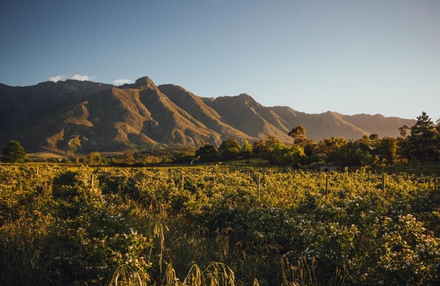 Wildebraam Berry Estate