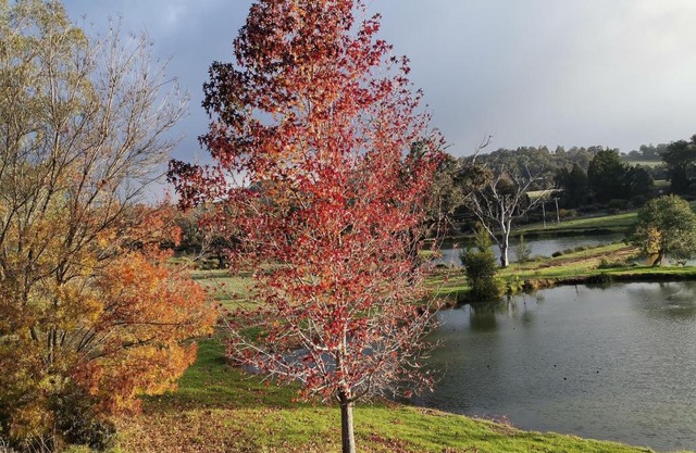 Woodlands of Balingup Bush Cottages -Flora & Fauna focused