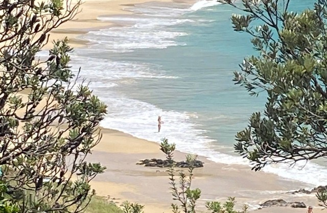 Yallumbee, Seal Rocks - Modern, Private Beach House In Prime Location