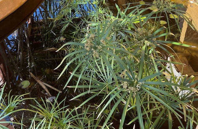 Your private oasis awaits you! Resort Pool unique Family Holiday Home