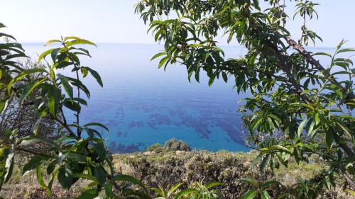 Zagara Blu