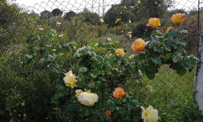 Villa del Prado Chalet De Esquí | 2000 metros de jardín en plena naturaleza