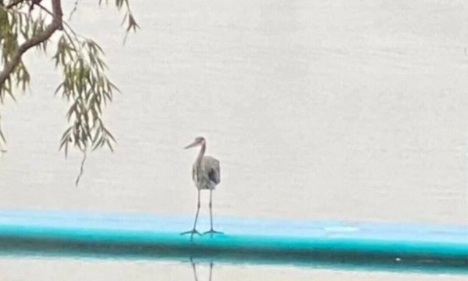 Brighton Cabaña | #4 Family and pet friendly - monthly/seasonal rental