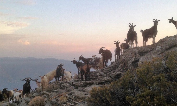 Monte Apartamento | Una Cima, una casa tradicional corsa en el castagniccia