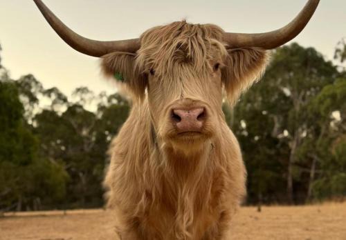 Talunga Casa | Adelaide Hills Farm Stay