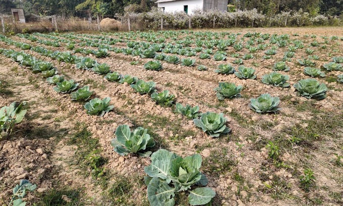 Bankura Complejo | Aranya Bithi