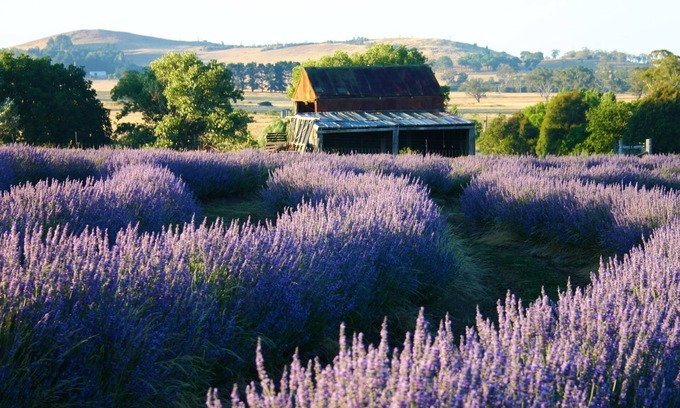 Millthorpe Casa | Escapada idílica a la pintoresca granja de lavanda