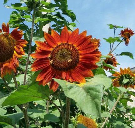 Spezzano della Sila Cama Y Desayuno | B&B Il Girasole