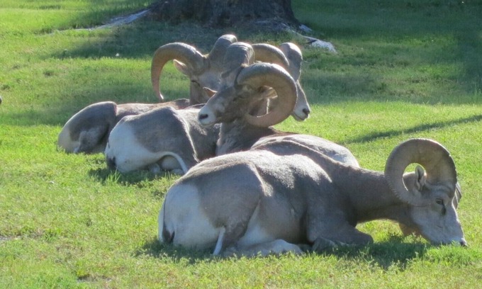 East Kootenay Casa | Hermoso Radio Mountain Escape 2 Br Condo + Den