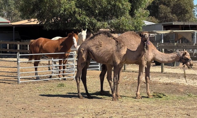 Bagshot Cabaña | Bendigo Farm Stay