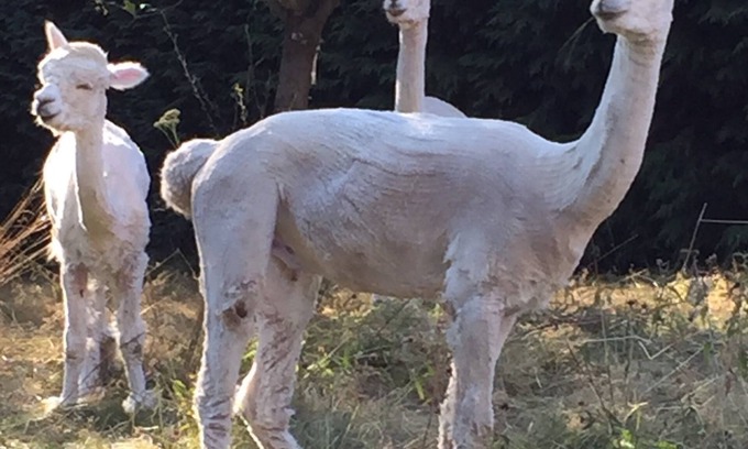 Saint-Dizier-Leyrenne Cabaña | Bijou casa en el corazón de la Francia rural, con alpacas en el jardín.