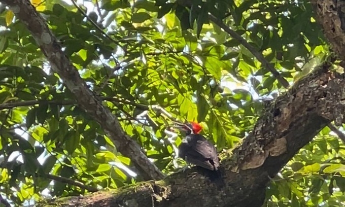 Cabuya Apartamento | Blue Beach - Nature Apartment by Daloa Village