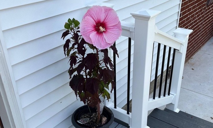 Hatfield Apartamento | Brand new, bright and airy apartment