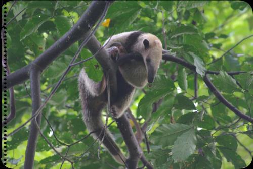 Puerto Jiménez Casa | Casa Manglar Villa