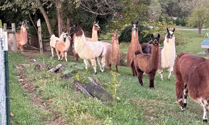 Chuckey Villa | Charming Llama villa at a Llama Farm with beautiful Mountain Views and Sun views