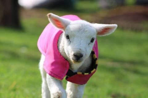 Pembroke Otro | Chick