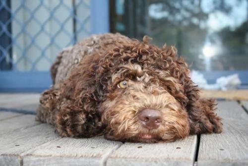 Yamba Casa | Convent Cottage - Pet friendly home in the centre of town