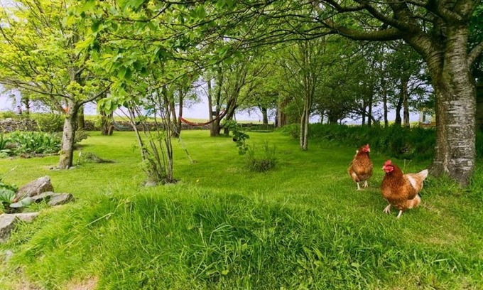 Malltraeth Apartamento | Dog House - a dog that sleeps 2 guests in 1 bedroom