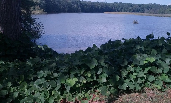 Golts Apartamento | Eastern Shore Get Away