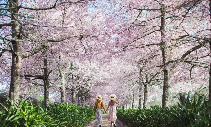 Tamahere Cama Y Desayuno | English Cherry Tree Manor