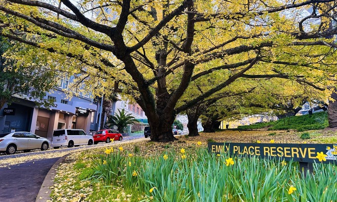 Auckland Central Business District Hotel | Gamma Hotel