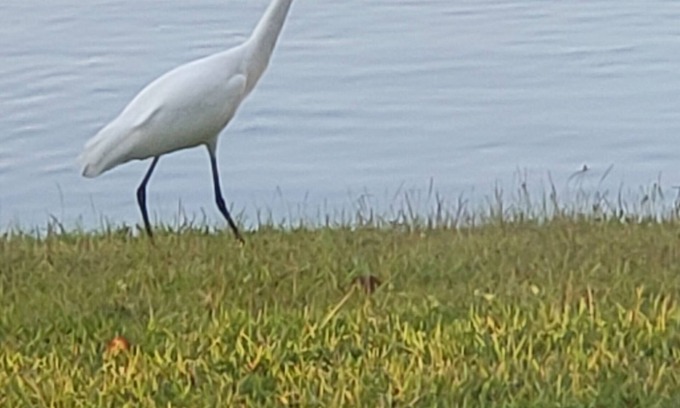 Myrtle Beach Complejo | Harbour Lights Blue Green Resort