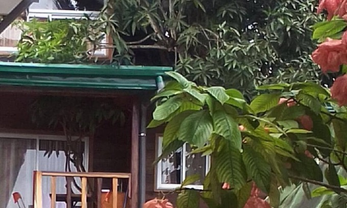 Kribi Cabina | Hut in the old Mangoo tree . Breakfast incl
