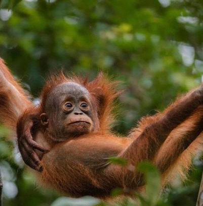 Bukit Lawang Casa | JUNGLE LIFE GUEST HOUSE - Trekking & Transport Only Book With Us