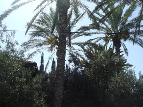 Rishon LeTsiyon Cabina | Lisa's Farm Place