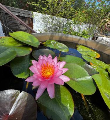 Ravine des Cabris Cabina | Lotus Garden - Île de la Réunion