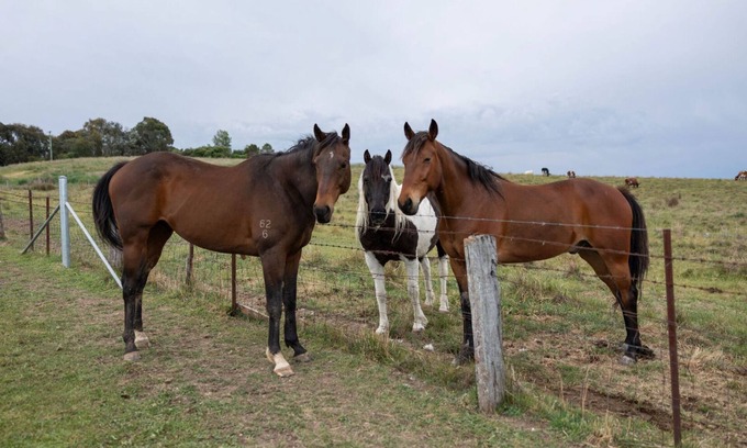 Shadforth Casa | Luxury Romantic Farm Stay, Feed the horses roam the acreage 12 mins to Orange