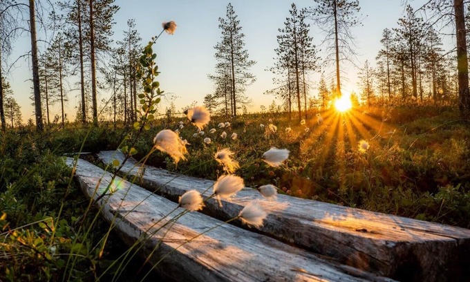 Ranua Cabina | Metsä Kolo
