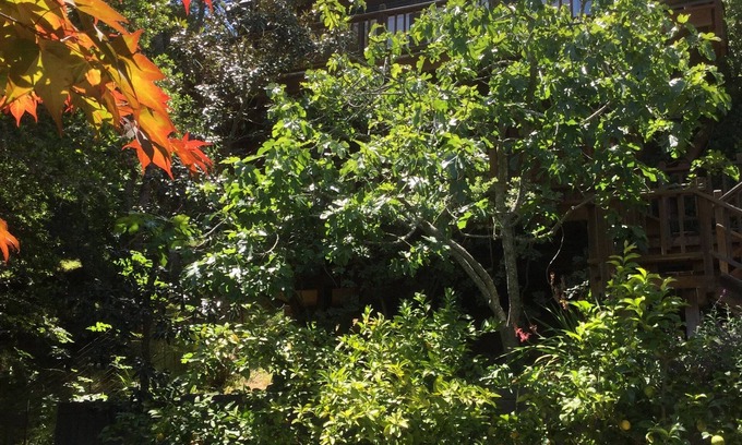 Mill Valley Cabaña | Retiro de ensueño del monte Tamalpais