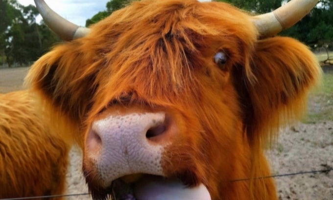 Myrup Cabina | Nutcrackers Lodge